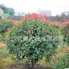 樹苗直銷 紅葉石楠球、紅葉石楠樹、紅葉石楠小苗 批發綠化苗木