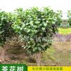 樹苗直銷 茶花 耐冬茶花樹 茶梅球 耐寒茶梅 成活率高 量大優惠
