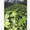 八角金盤 苗圃樹苗直銷 各種色塊小苗 小毛球批發