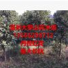 批發桂花樹 丹桂紅花6-8公分一批高分支點