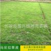 馬尼拉草皮 批發供應工程綠化草坪 量大優惠 湖南湘海苗圃 批發