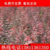 供應(yīng) 綠化小苗 日本 紅楓小苗 規(guī)格齊全 量大優(yōu)惠