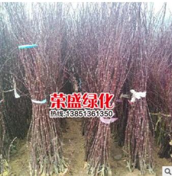 批發正宗嫁接日本紅楓苗 日本紅楓 盆栽苗 工程苗 綠化苗木