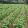木荷-木荷圖片-供應木荷小苗-2-5公分木荷信息-造林苗