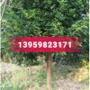 供應(yīng)10公分天竺桂價(jià)格180元
