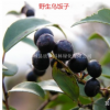 出售烏飯子樹苗，高度80公分以上成苗