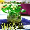 盆栽金錢草 盆栽c 水培c植物 銅錢草 盆栽花卉 植物花卉