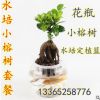 小榕樹室內(nèi)桌面花卉綠植.水培.土培懶人懶人花卉.凈化空氣防輻射