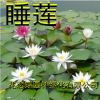 水培花卉植物 盆栽睡蓮種根 水培袖珍蓮迷你睡蓮根塊 耐寒抗寒