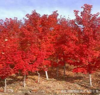 基地直銷十月光輝紅楓 改良紅楓種子質優價廉 十月光輝紅楓