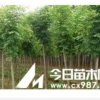 供應國槐（2-5公分），刺槐