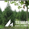 供應1-3米油松