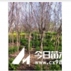 供應紫葉李和紫薇