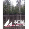 供應1-3公分大葉女貞