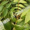 泰安香椿苗哪家好 根系好 成活率高