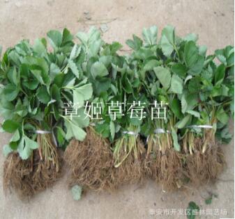 大棚草莓 適合南方種植 四季草莓 價格低 保成活 甜查理草莓