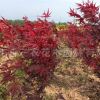 2017紅楓小苗