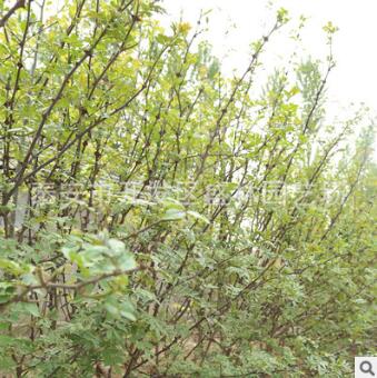 產地直銷九葉青花椒苗 現貨出售易成活花椒苗 供應多品種花椒苗