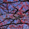 鹽城梅花苗梅花樹梅花基地_骨紅朱砂梅介紹