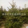 基地供應(yīng)四季常青云杉樹 高成活率云杉樹 熱銷推薦云杉樹