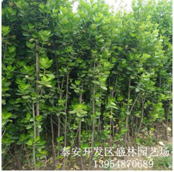 綠植苗木北海道黃楊 籬笆圍墻 耐寒耐旱高1m北海道黃楊 規格全