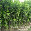 綠植苗木北海道黃楊 籬笆圍墻 耐寒耐旱高1m北海道黃楊 規(guī)格全