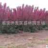 直銷綠化名貴7公分絢麗海棠樹苗 海棠花苗 綠化苗木 盆栽地栽海棠