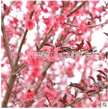 紫葉碧桃花工程綠化苗木 紅葉碧桃樹苗批發 基地直銷行道樹