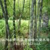直銷批發 觀賞龜甲竹 幼苗 成竹 龜甲竹價