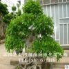 批發各種規格 小葉女貞苗 小葉女貞球 小葉女貞盆栽 易造型植物小葉女貞