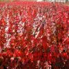 直銷日本紅絲帶紅楓樹苗 紅楓小苗批發 美國秋紅楓