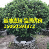 福建米蘭價(jià)格 漳州米蘭精品2米 龍巖米蘭批發(fā) 福州米蘭種植供應(yīng) 泉州米蘭