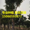 供應(yīng)藍(lán)花楹袋苗15公分 浙江優(yōu)質(zhì)藍(lán)花楹基地供應(yīng)
