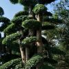 大量供應造型女貞10公分15公分20公分25公分30公分