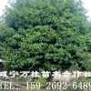 湖北骨架香樟、湖北叢生大桂花
