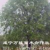 河南18公分桂花樹-高成活率桂花樹