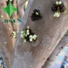 廣西嘉寶果苗批發 嘉寶果樹葡萄樹苗 南方名貴水果苗
