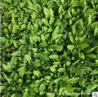 苗圃基地大量供應優質花卉鼠尾草 鼠尾草幼苗 園林綠化護坡