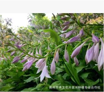 青州承玉花卉基地批發玉簪苗 紫花玉簪 花卉苗木玉簪 觀賞花