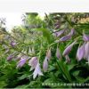 青州承玉花卉基地批發玉簪苗 紫花玉簪 花卉苗木玉簪 觀賞花