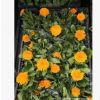 大量出售金盞菊小苗 時令草花金盞菊 長生菊杯苗批發