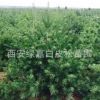 批發華山松 3-3.5精品苗 華山松造型優美 精品華山松 西安華山松