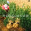 白皮松廠家 白皮松1米 優質白皮松 白皮松苗木 河北白皮松