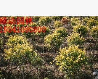 供應金葉榆獨干球 金葉榆50公分定桿球 金葉榆球價格 最新價格