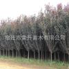 基地直銷(xiāo)速生紫葉李 各種規(guī)格紫葉李樹(shù)苗貨源充足 量大從優(yōu)