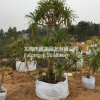 龍血樹室內外大型觀賞植物盆栽 盆景 龍須樹 觀葉植物 凈化空氣