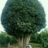 廣東桂花樹(shù)，廣西桂花樹(shù)，聯(lián)系電話13509343779
