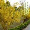 迎春、連翹花綠化苗批發價格，南北方園林小區觀賞綠化工程苗