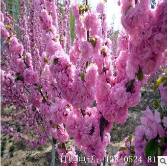 大小榆葉梅樹苗價格，園林綠化觀花行道樹品種，基地直銷量大價優