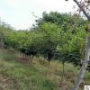 紫藤樹苗批發，南北方園林小區公園庭院涼亭棚架攀爬綠化苗好成活